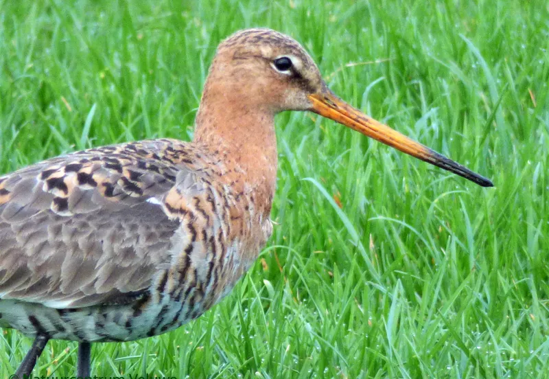 weidevogels 01 grutto