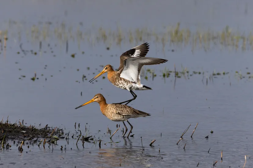 weidevogels binnenveld nc veluwe