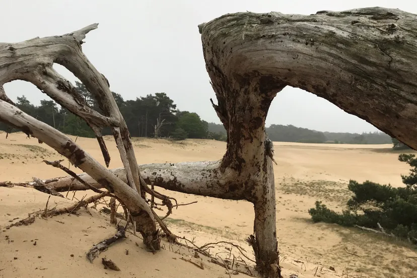 wekeromse zand 5 img 7928