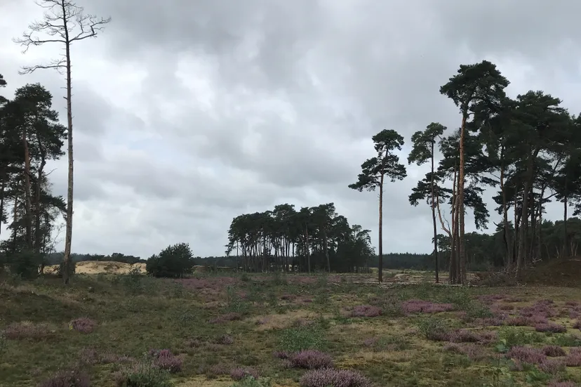 wekeromse zand img 6193