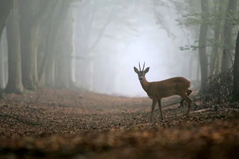 wild vroeg in de morgen nc veluwe 1