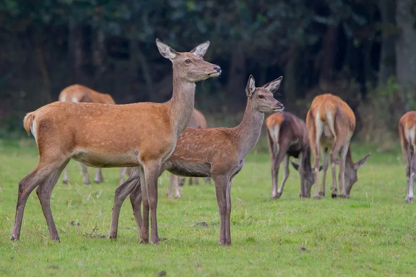 wildkansel natuurcentrum