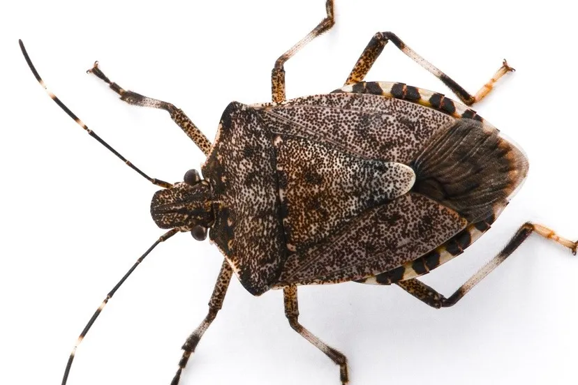 wur halyomorpha halys adult 100x660