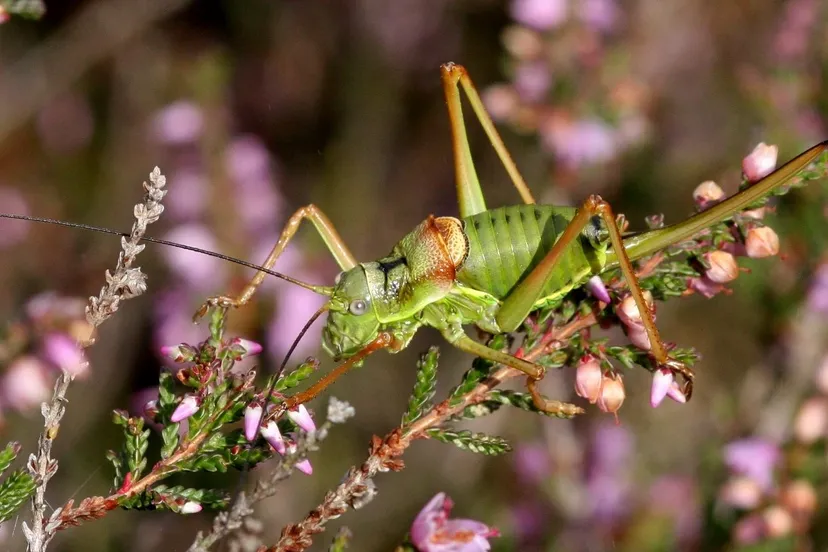 zadelsprinkhaan hnd002 1280x855 1