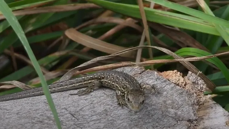 zandhagedis michael de vries