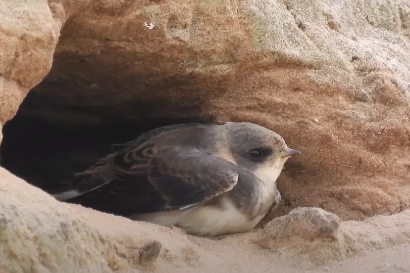 zwaluw michael de vries