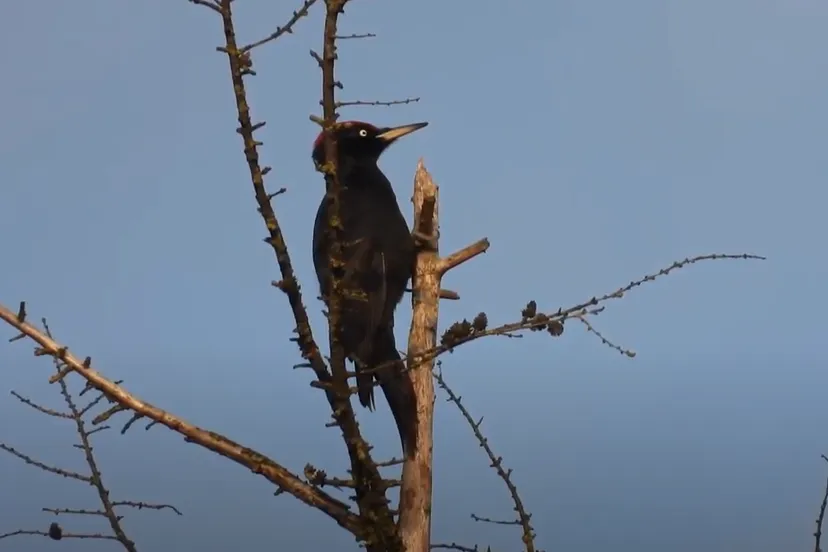 zwarte specht foto michael de vries