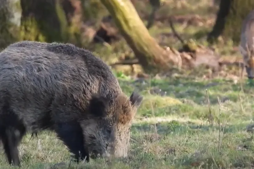 zwijn michael de vries