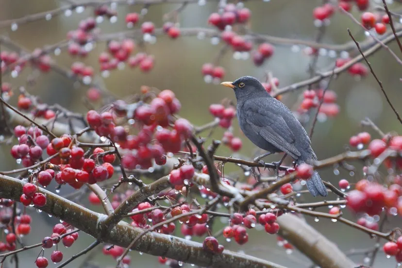 merel pixabaycom bird 1331186 1920
