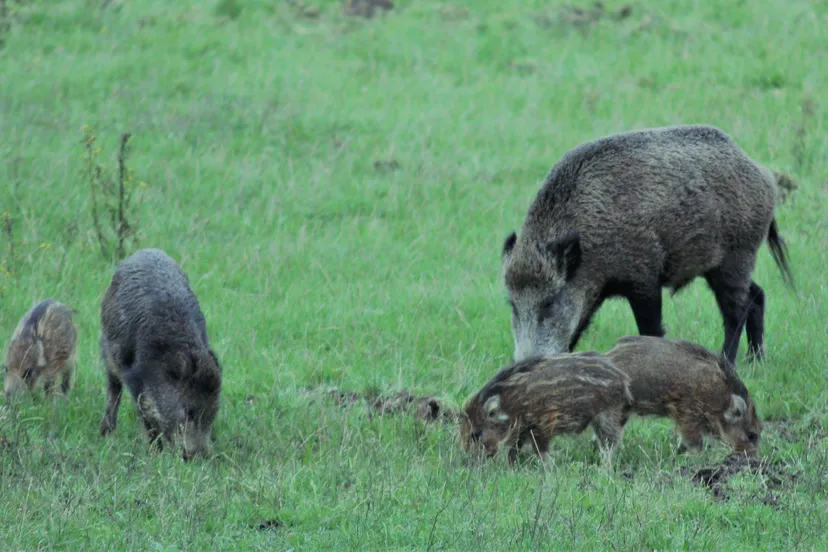 wildkanseltocht wilde zwijnen nc veluwe 2