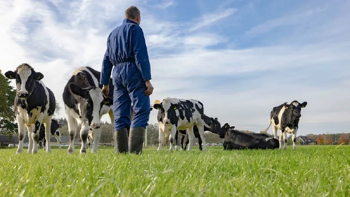 csm pb016 stikstof landbouw met koeien 984eeecc43