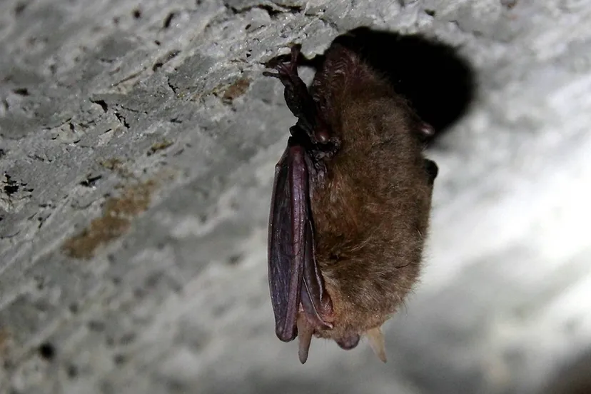 vleermuis 03 nc veluwe