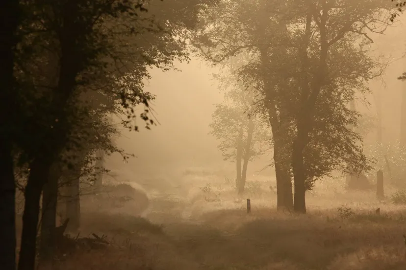 vroege wandeling nc veluwe