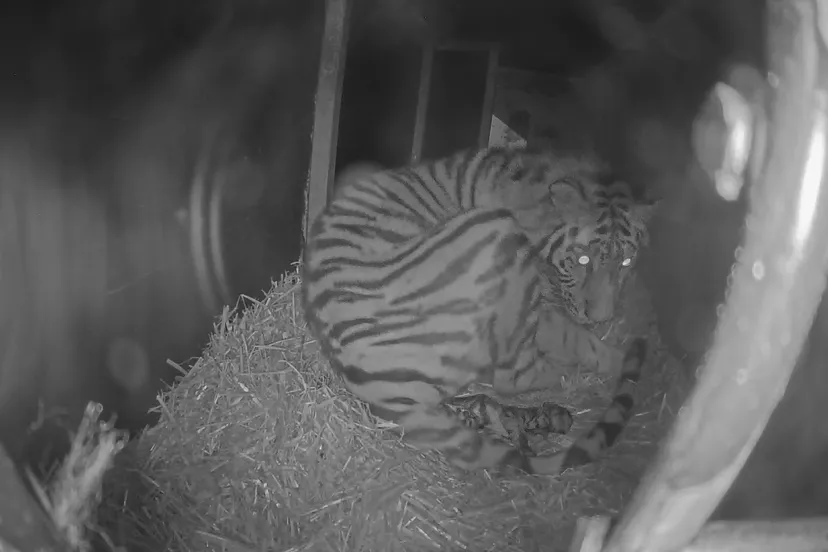 kraamhol amoertijgers ouwehands dierenpark geboorte eerste jong