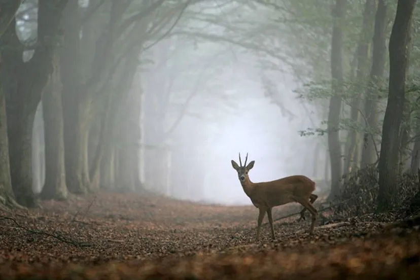 wild vroeg in de morgen nc veluwe