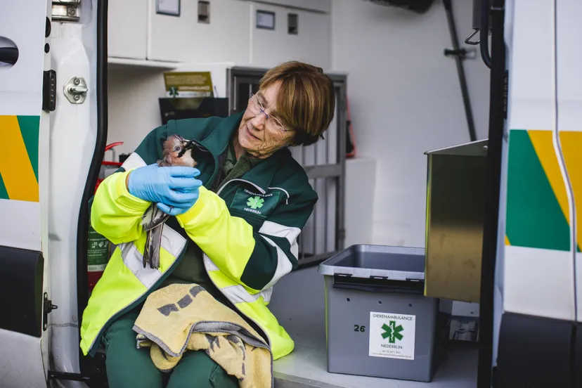 20221111-Tineke-Dierenambulance_Nederrijn-002