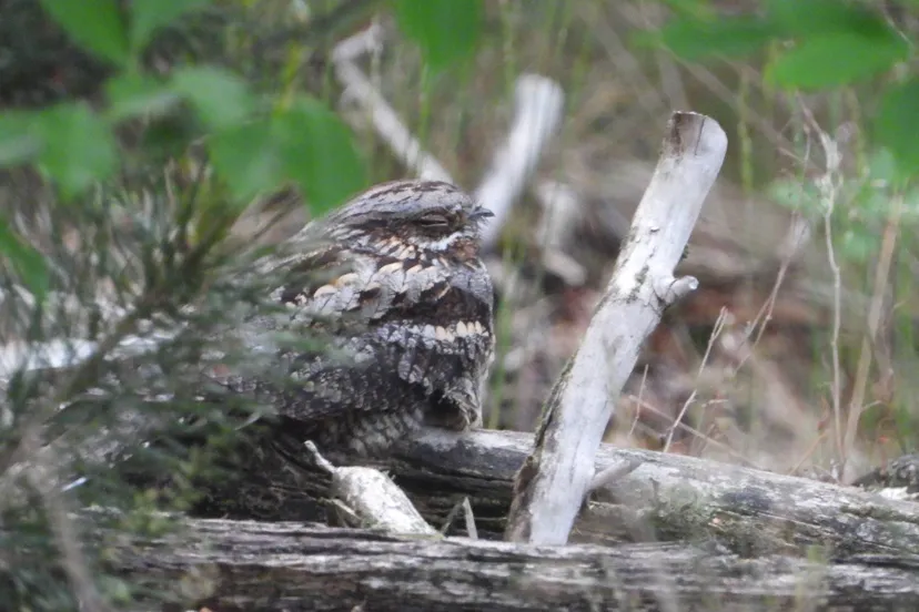 nachtzwaluw - nc de ginkel