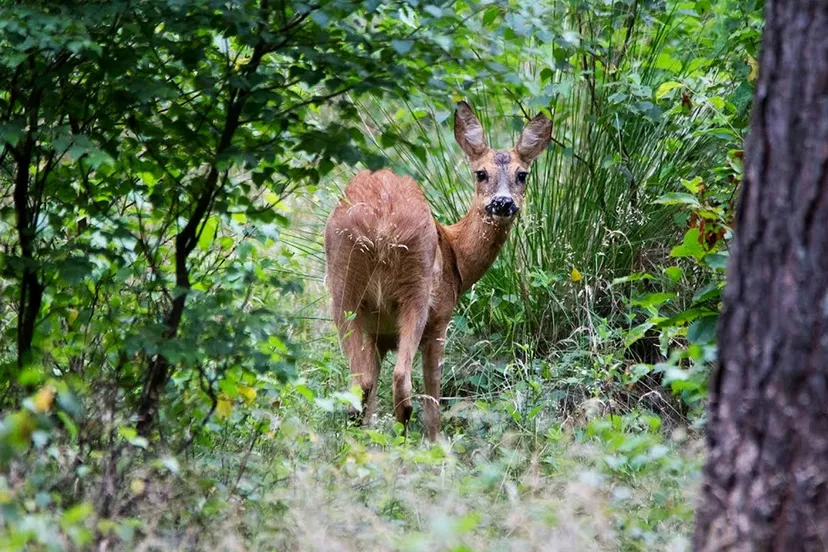 reeen in het bos nc de ginkel