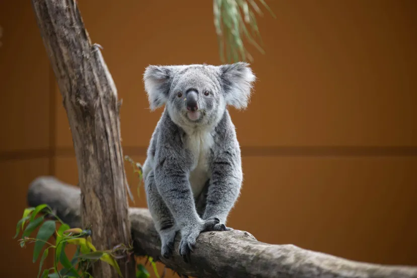 2024-08 Leumeah buiten_DK-5