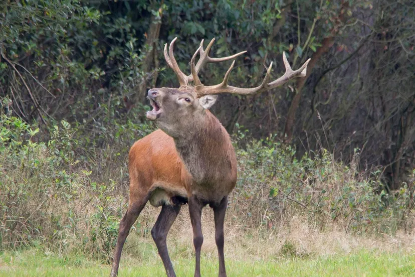 Burlend Hert 2014 - nc veluwe