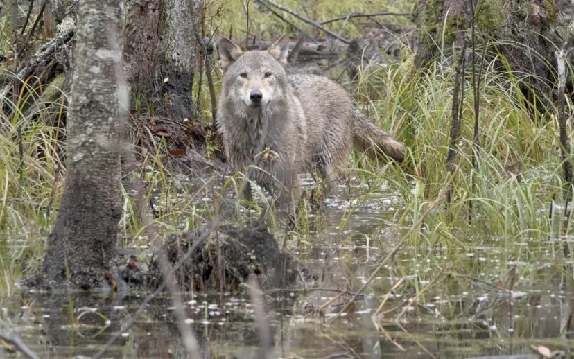 wolf-st-15-jpg-sd-high-photo-by-cees-van-kempen-915x518-1