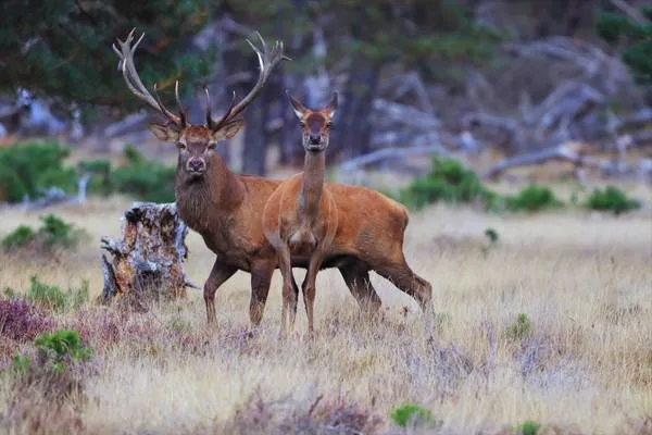 Lisanne_van_Es_hert_bronst