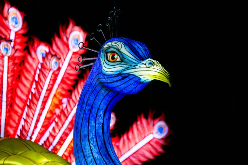 LN_2526_01_Love-birds-03 Ouwehands