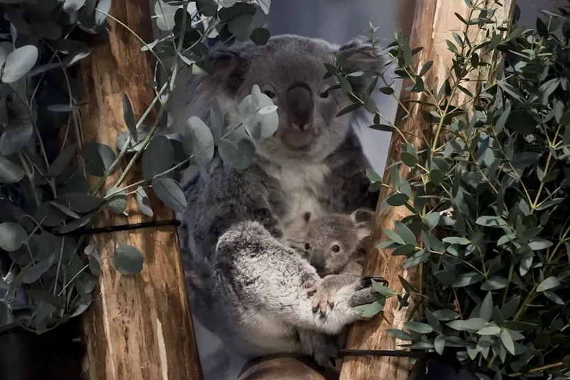 Ouwehands-Dierenpark_Koalajong-uit-buidel