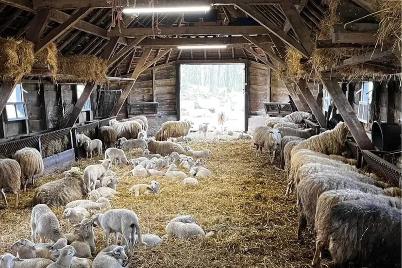 Schaapskooi - nc de ginkel