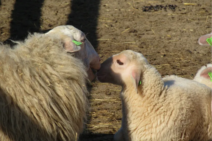 Lammetjesdag 2 - nc de ginkel