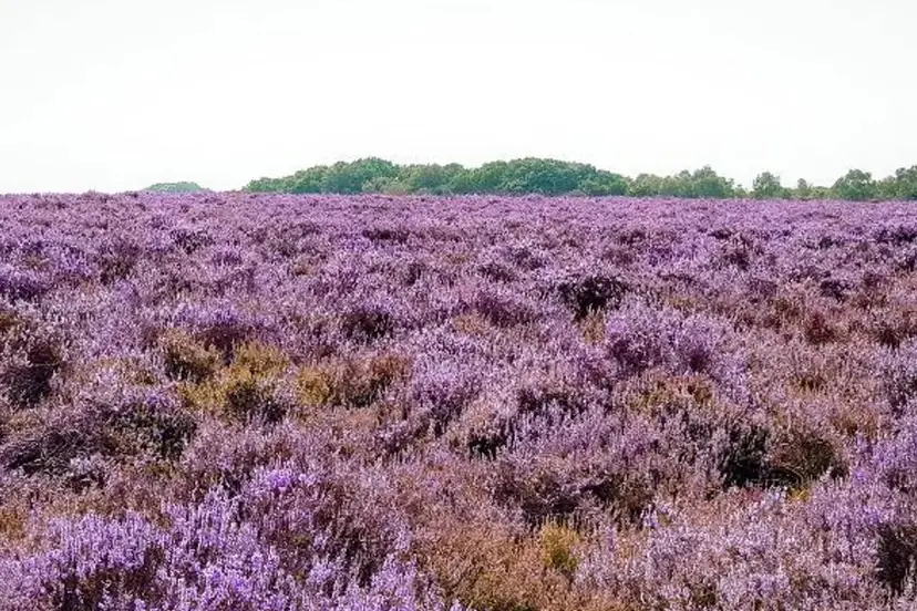heide
