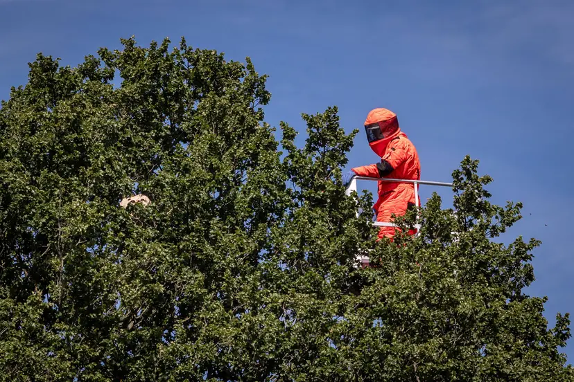 250730-2054-Hoornaar nest wordt verwijderd