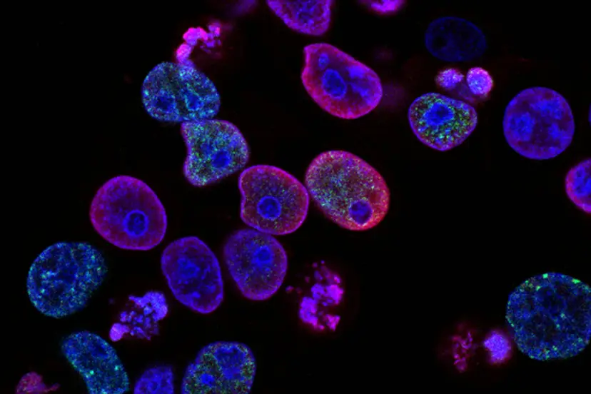 national cancer institute L7en7Lb Ovc unsplash