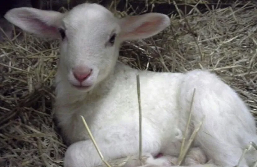 05en lammetje
