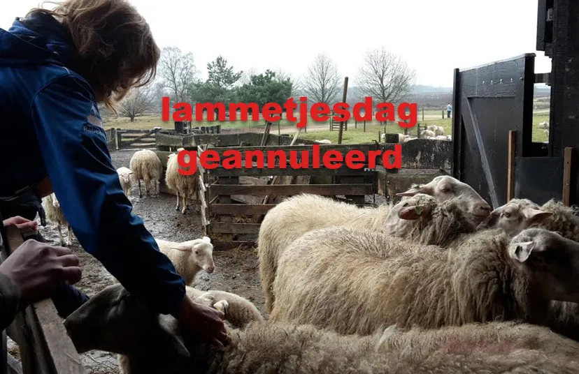 11en lammetjesdaga