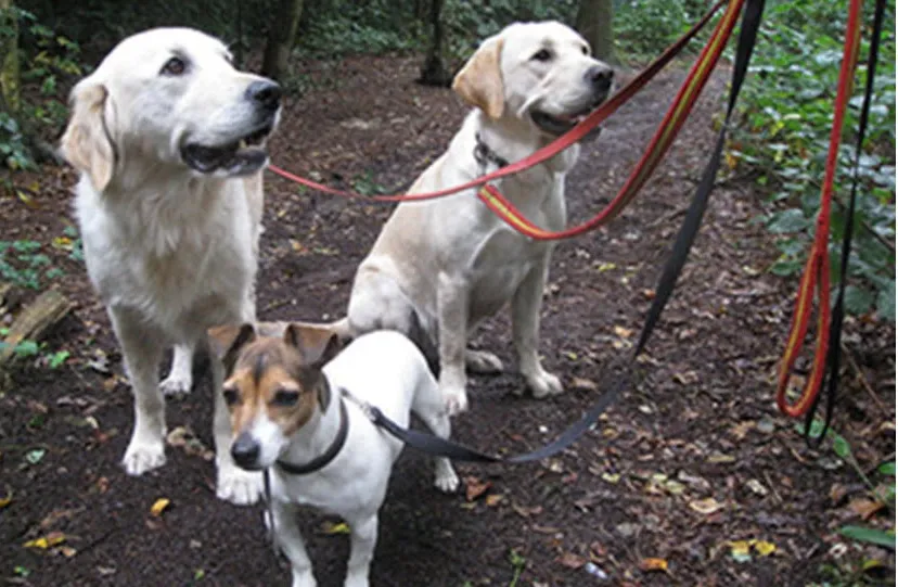 12en hondenbelasting