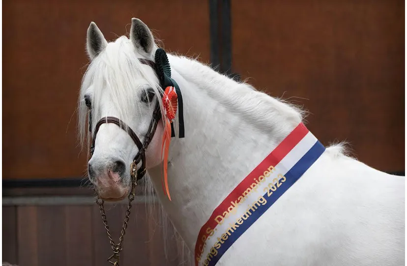 13en hengstenkeuring