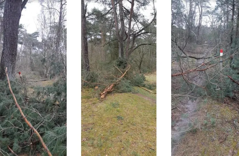 16en illegale bomenkap