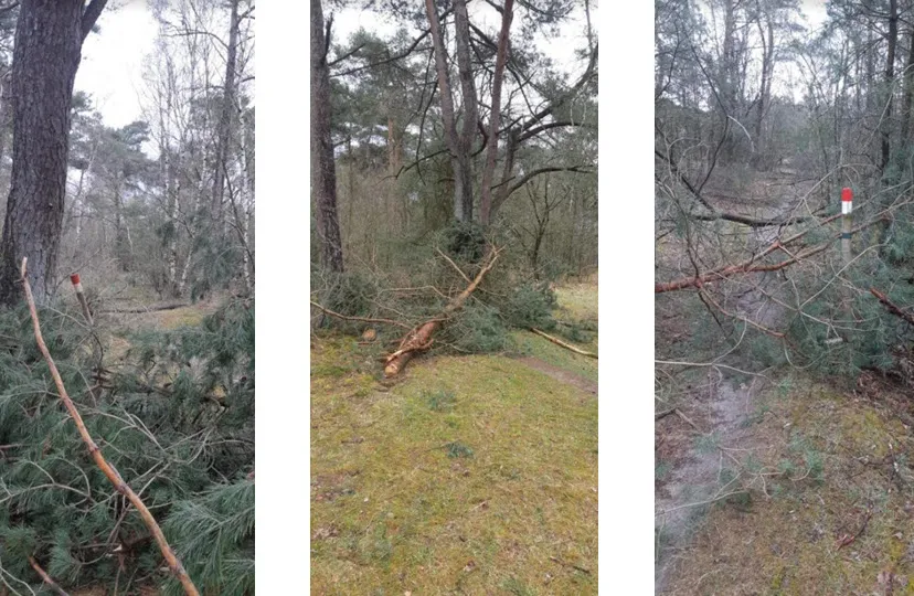 16en illegale bomenkap