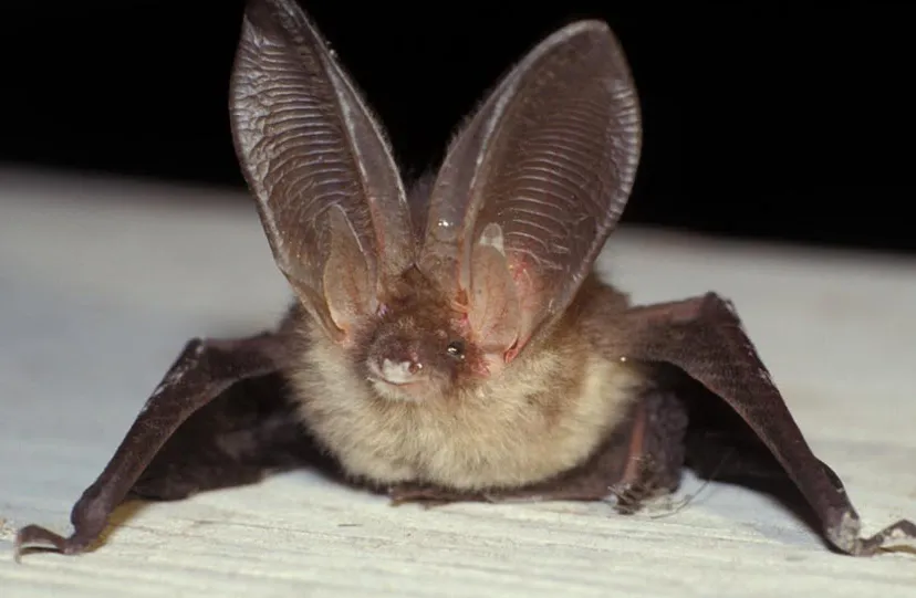 26en vleermuis