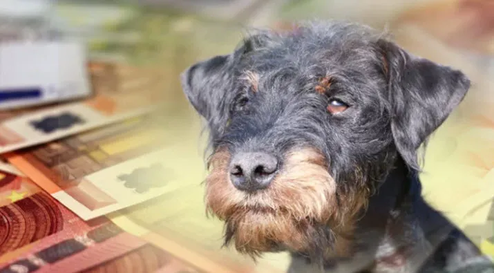 35en hondenbelasting