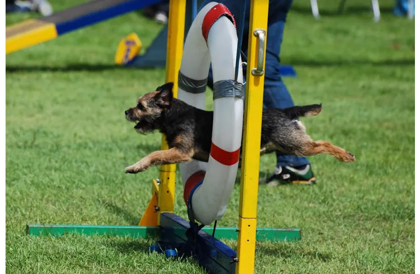 40en agilitywedstrijd