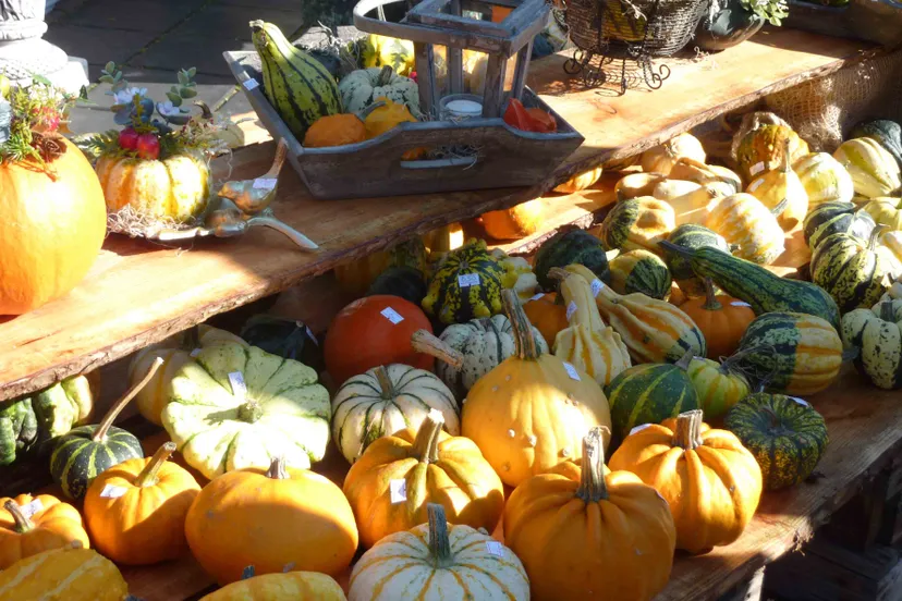 cm0hxy0f2nak2b8ix25fjeds0 herfstmarkt 40 en