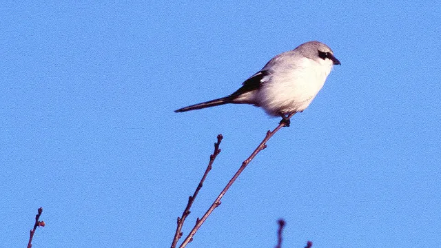 daevlkr20zc2g0st9jmaeinwr 47en klapekster