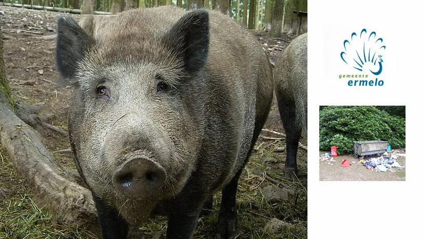 dmspha3kvz6ovwaceew0cnknu 27en zwijn