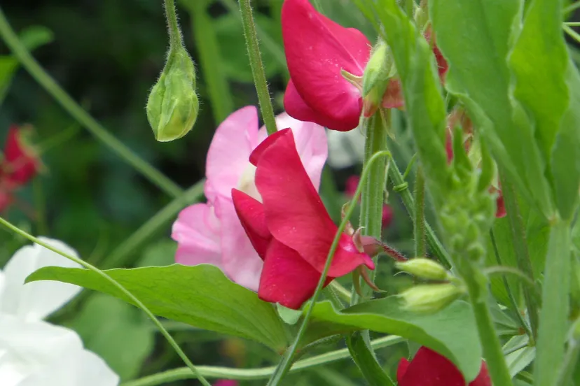 efon8mpugyl715loawpg37xkt 46en veravond