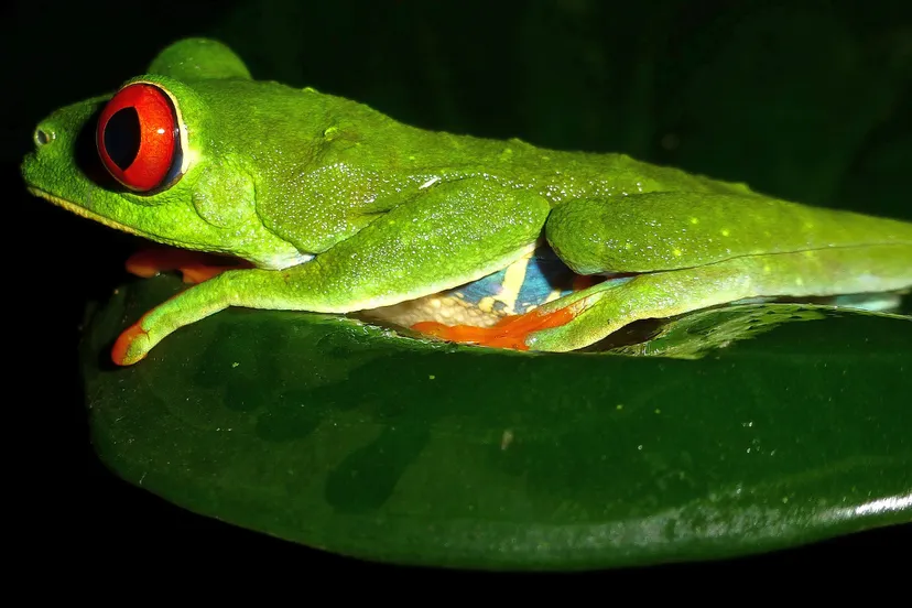 ew7bvl821tdyb2x50hu01rp20 06en knnv