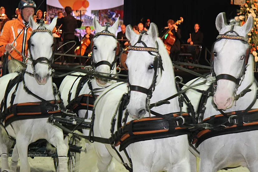 fr9mdqoren8o4aw48ds5sjmgg 19en koning 10