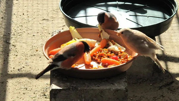 gr0h1byu2kjtwglcqp49wtm6y 46en vogelroof