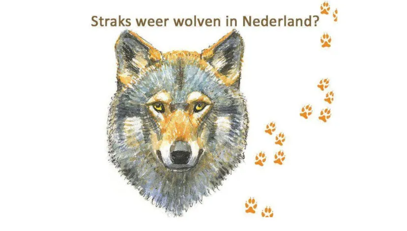 h5d000we1yydx3tlz4eadtu00 34en wolven